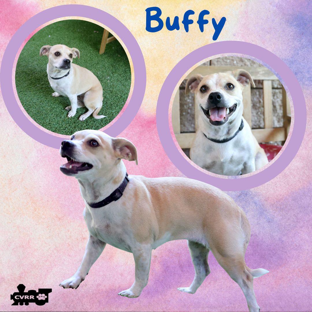 Enlarge Buffy, a Adoptable mixed breed in LINDSAY, CA image 1/1