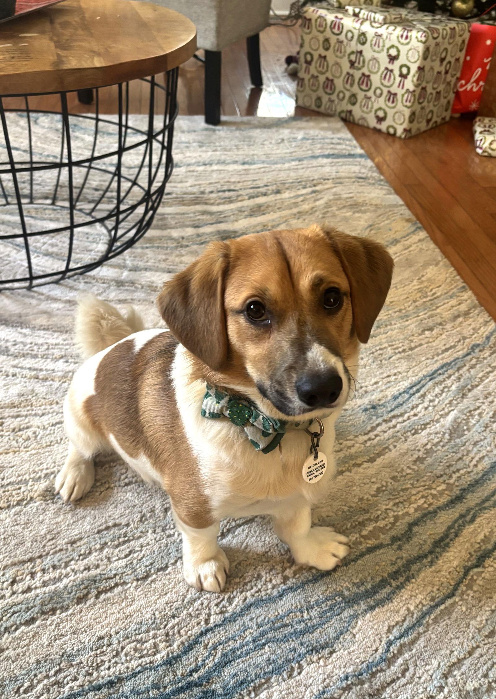 Manchas - ADOPTED!, a Adopted Beagle in Arlington, VA image 1/3