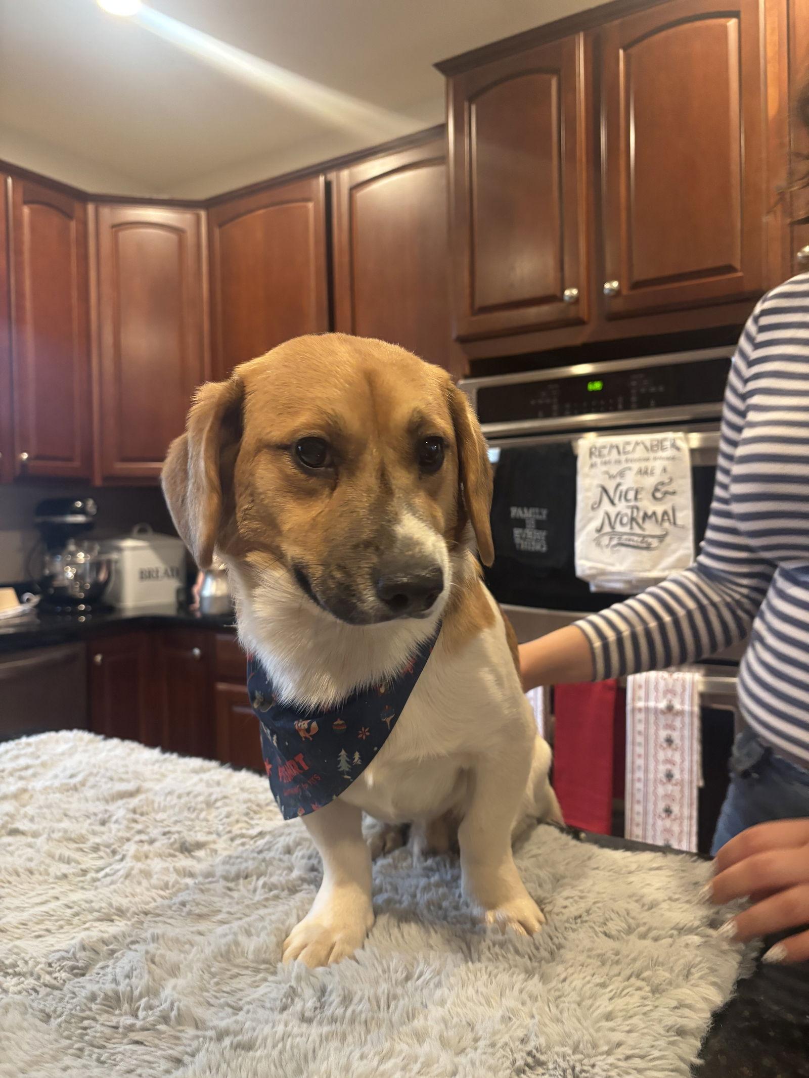 Manchas, a Adoptable Beagle in Arlington, VA image 1/3