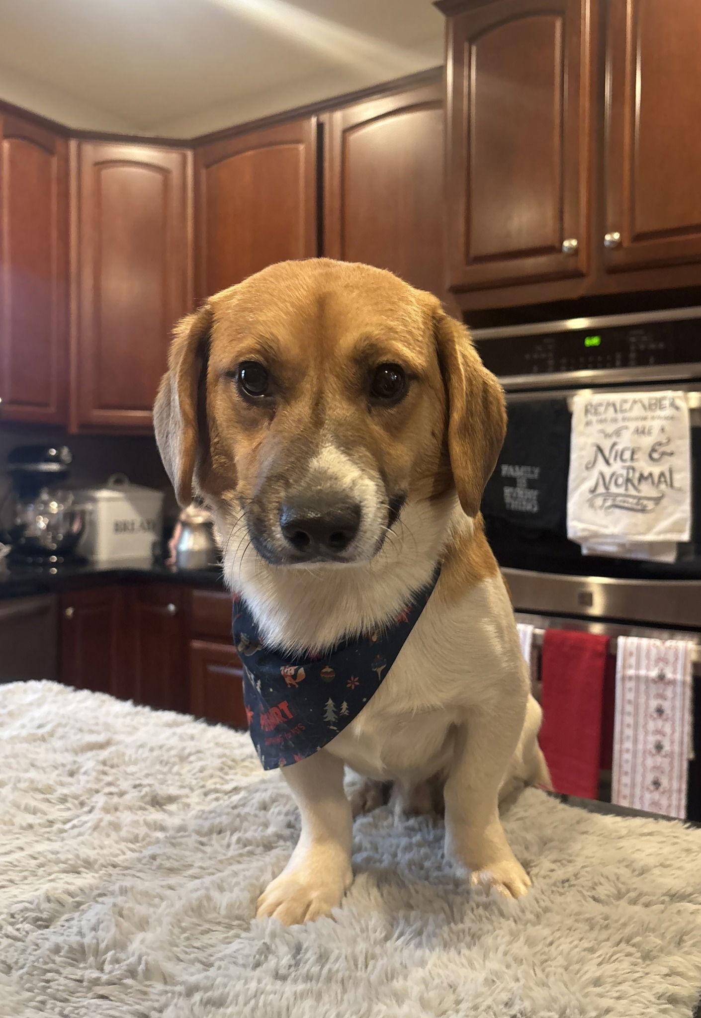 Manchas, a Adoptable Beagle in Arlington, VA image 3/3