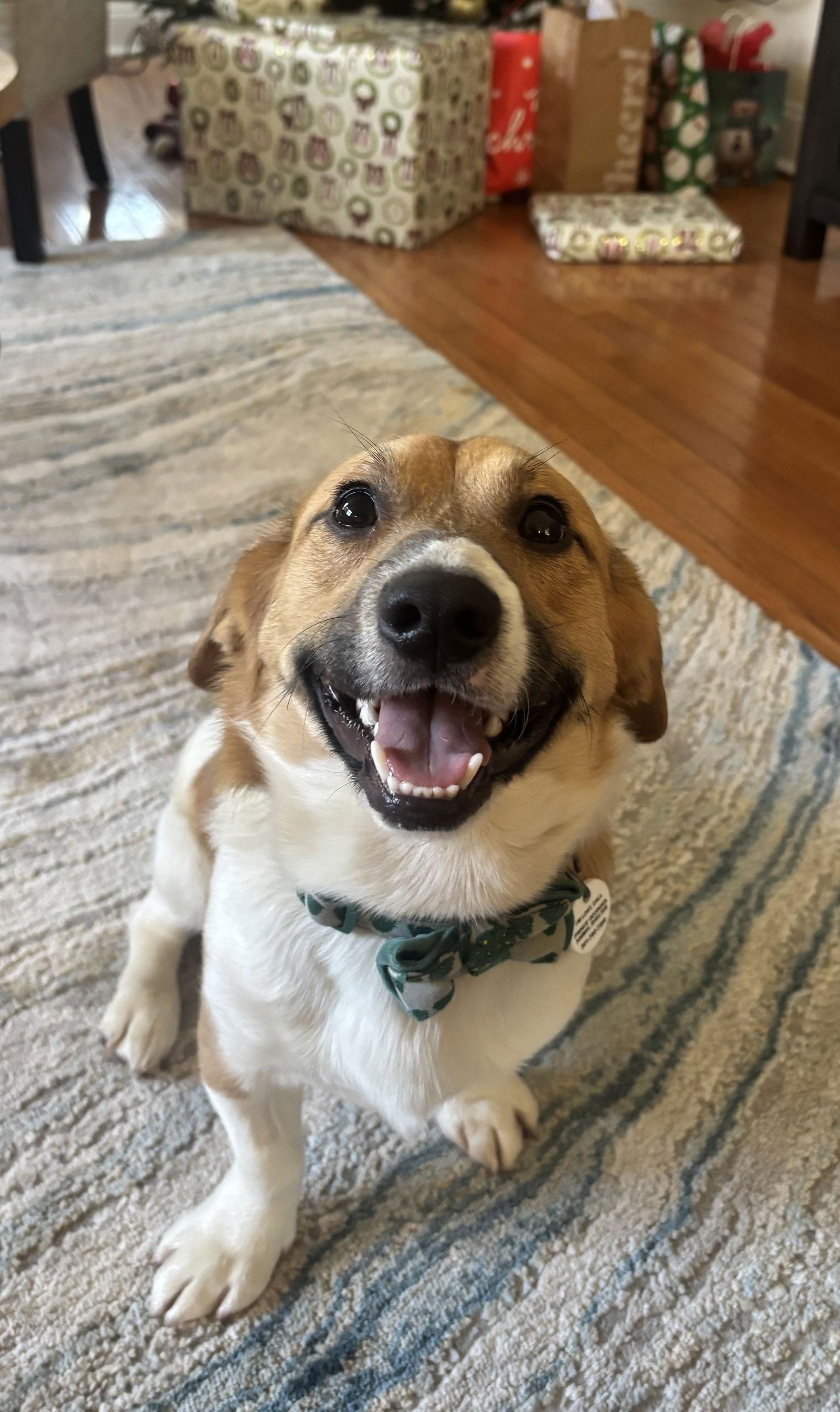 Manchas - ADOPTED!, a Adopted Beagle in Arlington, VA image 3/3