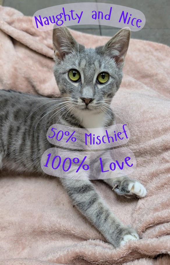 Mary Mischief, Young Female Domestic Short Hair