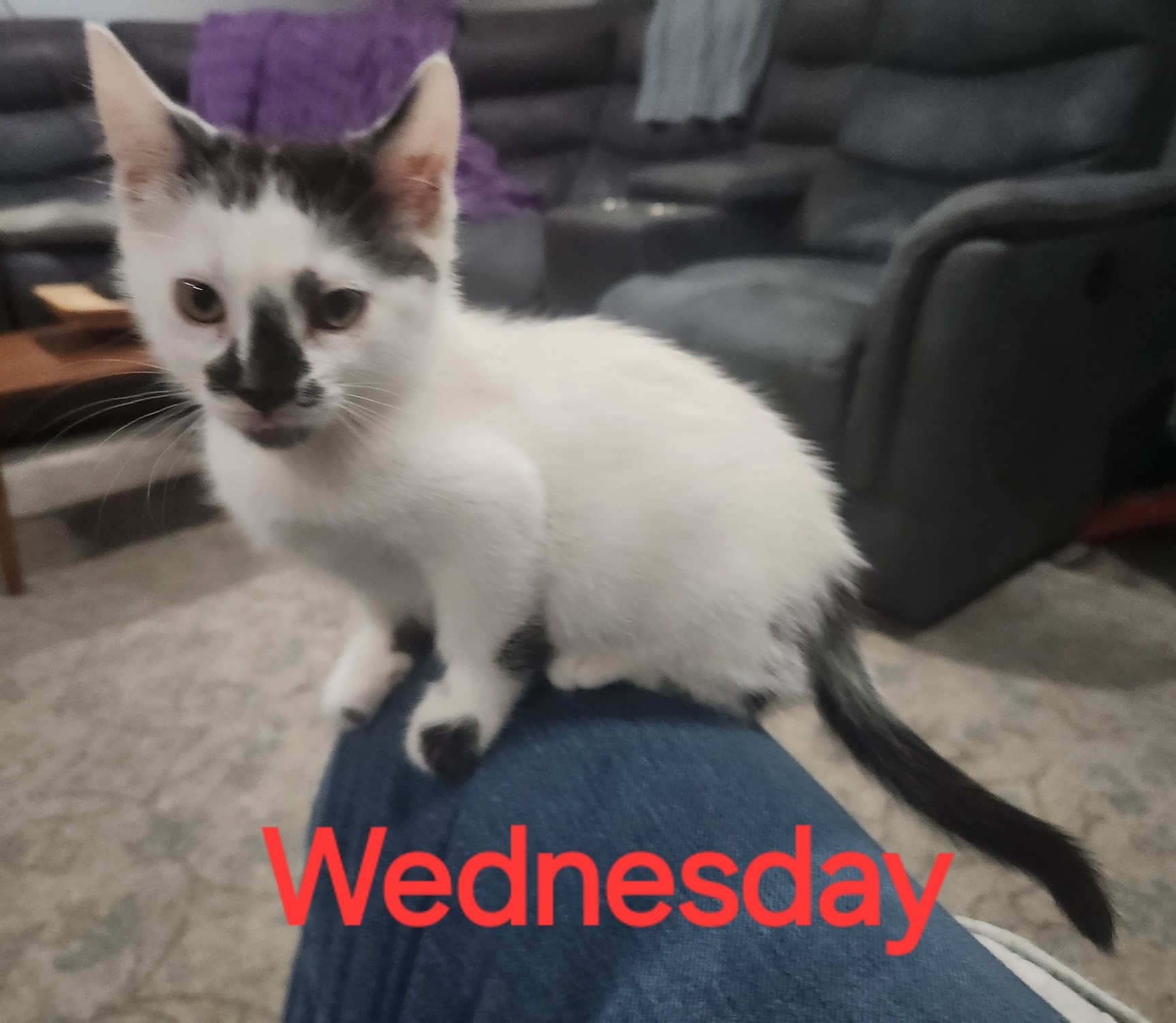 Wednesday & Pugsley photo 4