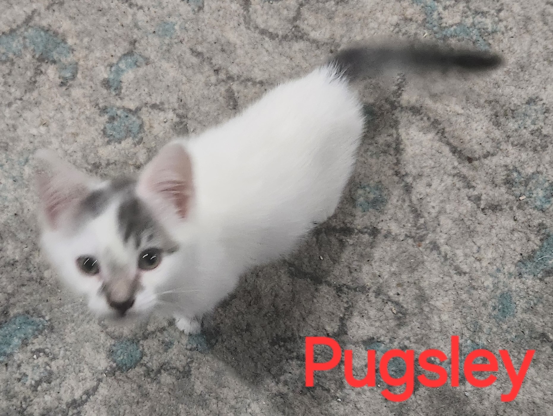 Wednesday & Pugsley photo 3