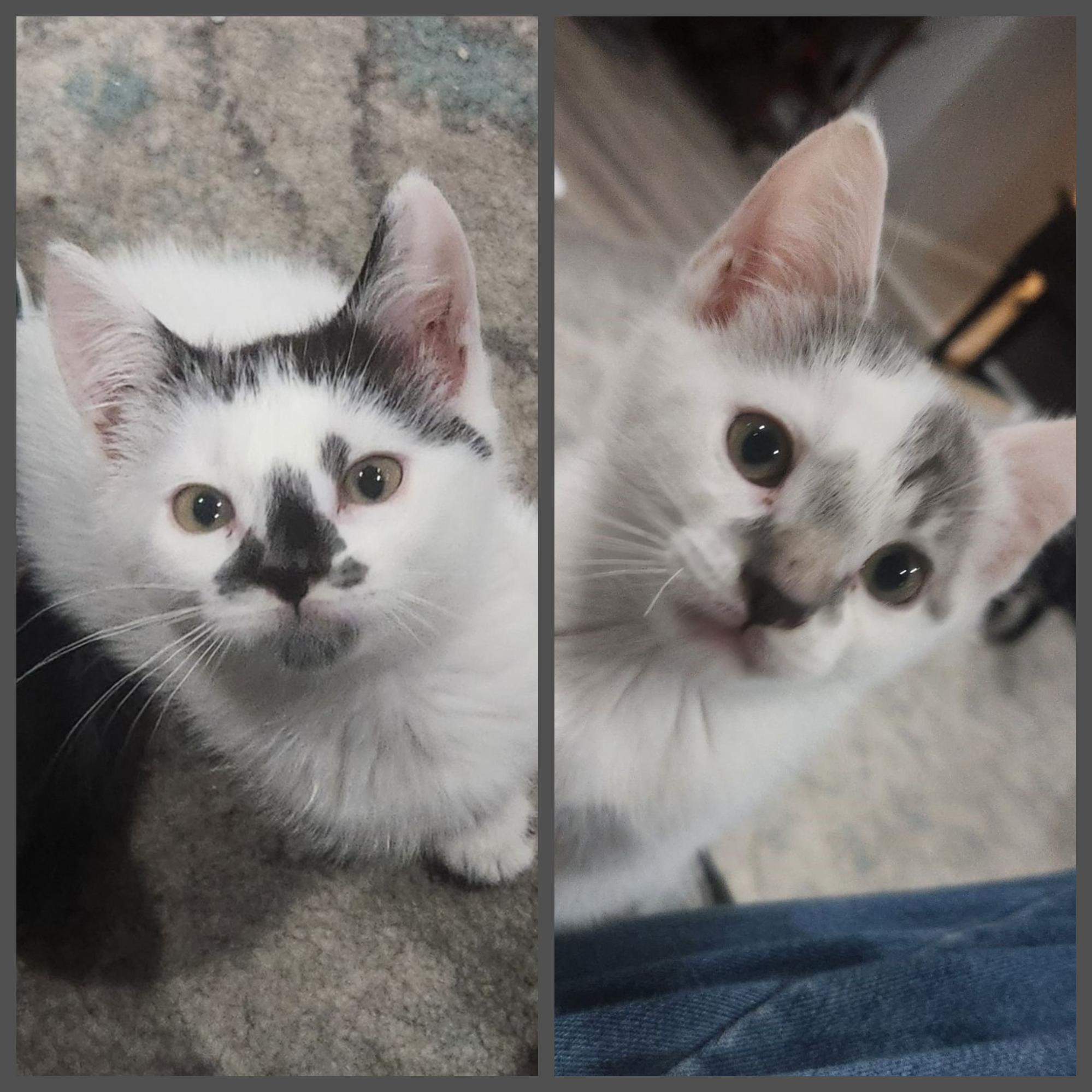 Wednesday & Pugsley, Baby Male Domestic Short Hair