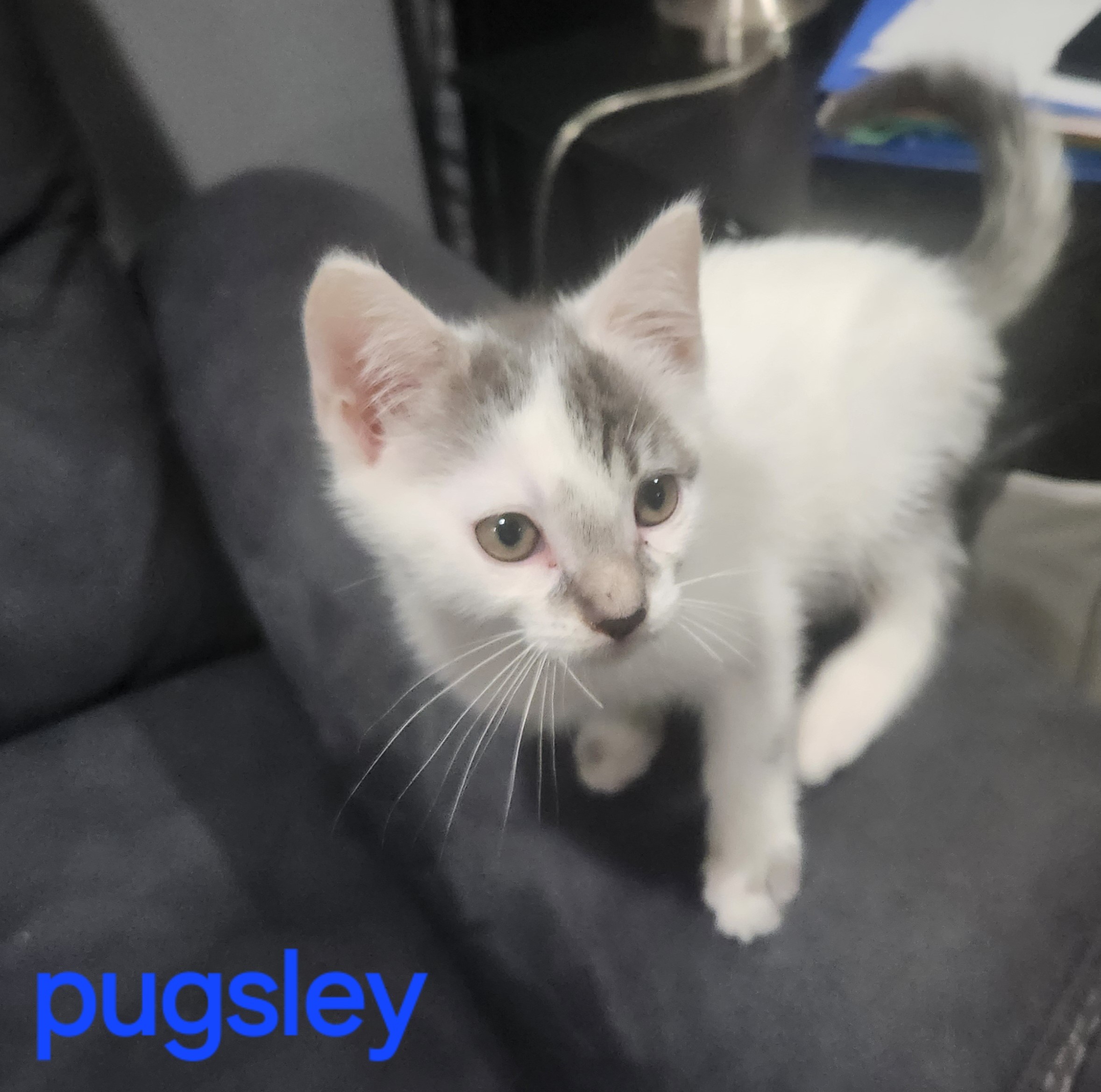 Wednesday & Pugsley photo 5