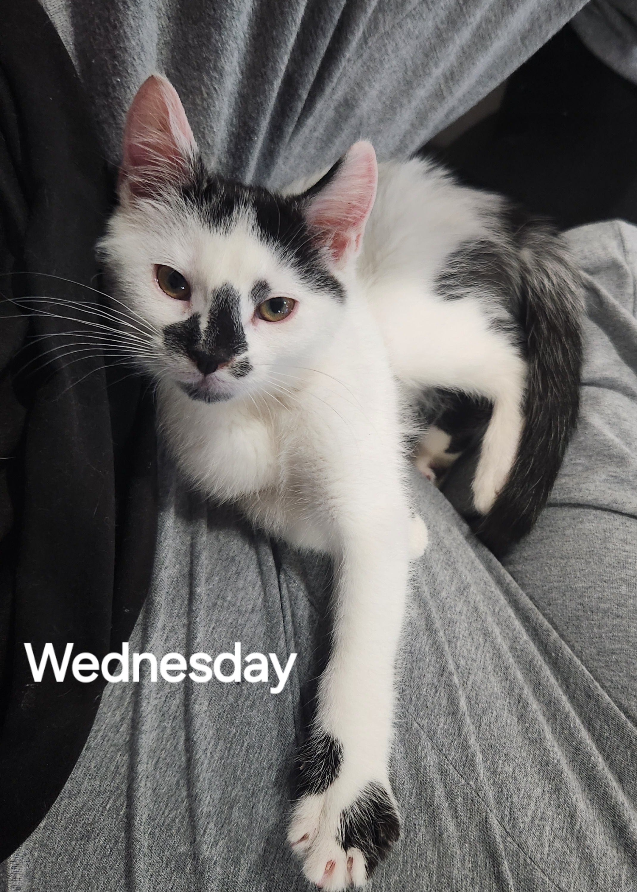Wednesday & Pugsley photo 2