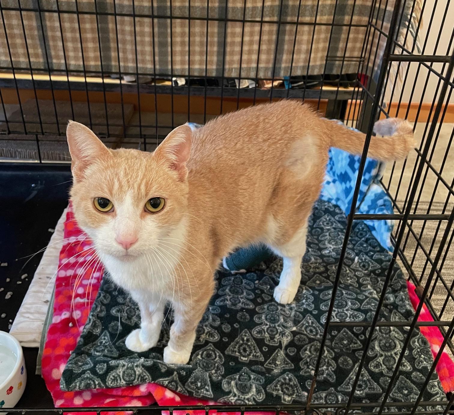T-Bone FlapJack, Adoptable, Adult Male Domestic Short Hair.