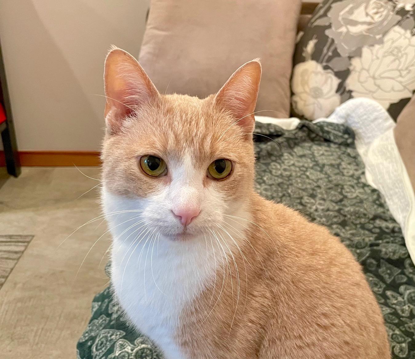 Enlarge T-Bone FlapJack, a Adoptable Domestic Short Hair in Vashon Island, WA image 2/4