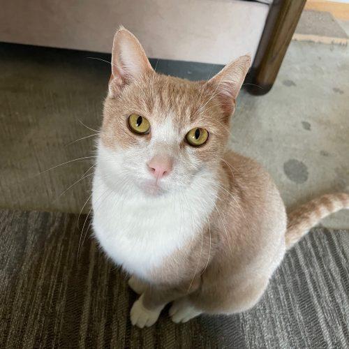 Enlarge T-Bone FlapJack, a Adoptable Domestic Short Hair in Vashon Island, WA image 2/5