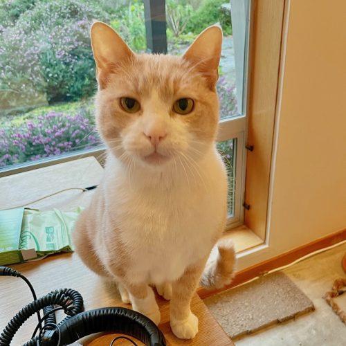 Enlarge T-Bone FlapJack, a Adoptable Domestic Short Hair in Vashon Island, WA image 3/5