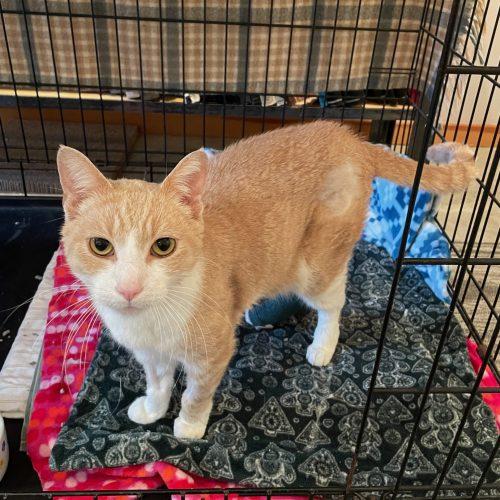 Enlarge T-Bone FlapJack, a Adoptable Domestic Short Hair in Vashon Island, WA image 5/5