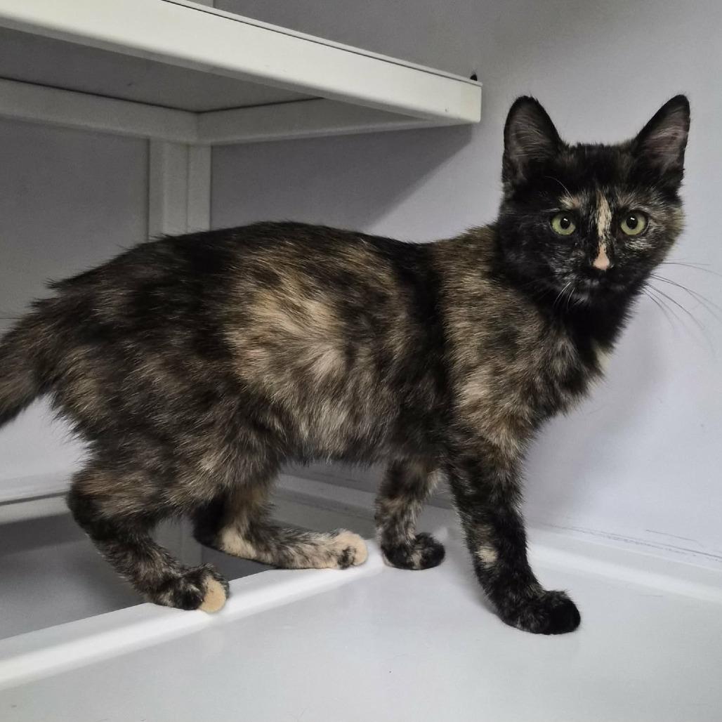 Enlarge Crunch, a Adoptable Domestic Short Hair in Las Cruces, NM image 1/4