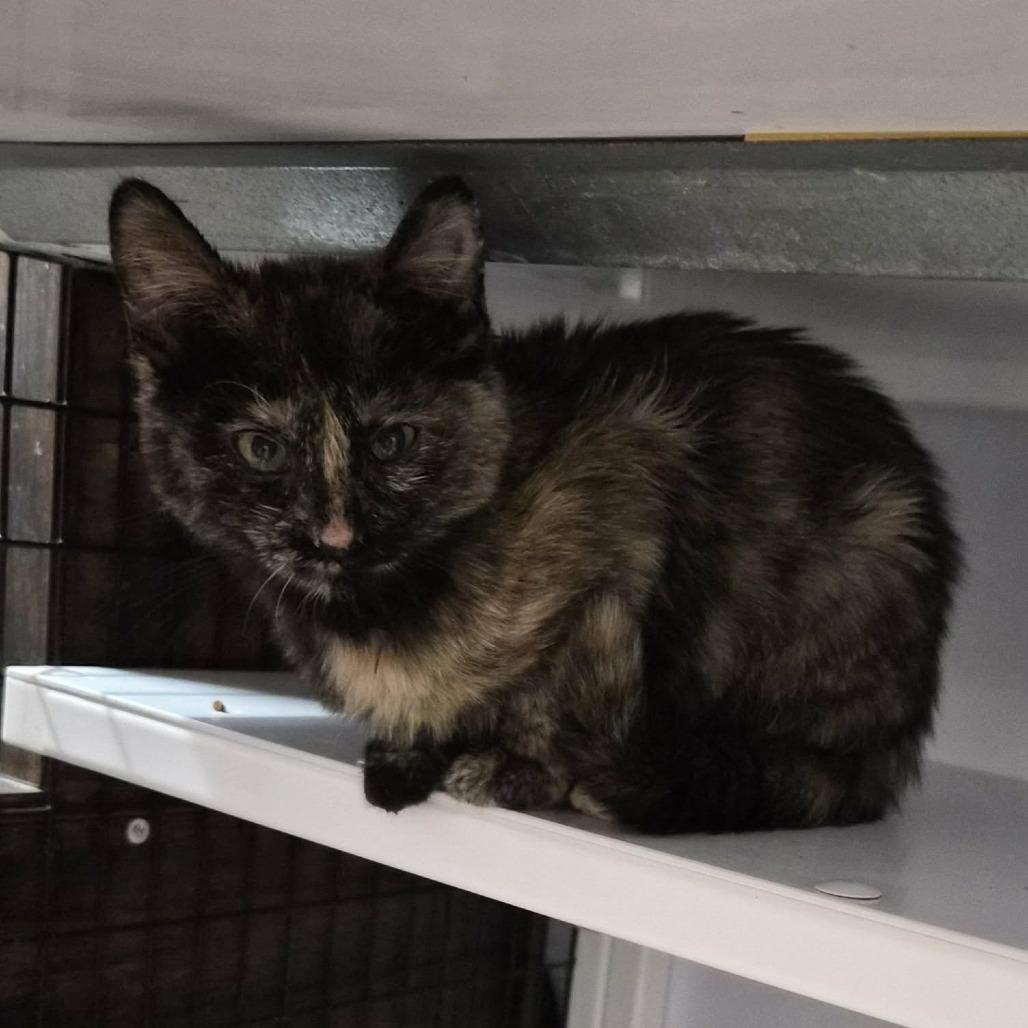 Enlarge Crunch, a Adoptable Domestic Short Hair in Las Cruces, NM image 2/4