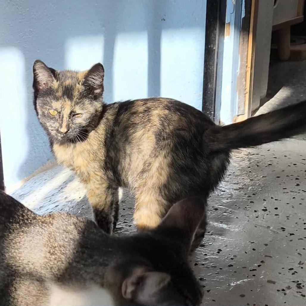 Enlarge Crunch, a Adoptable Domestic Short Hair in Las Cruces, NM image 3/4