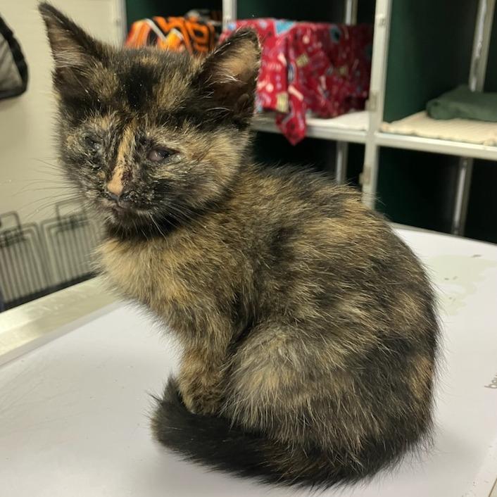 Enlarge Crunch, a Adoptable Domestic Short Hair in Las Cruces, NM image 4/4