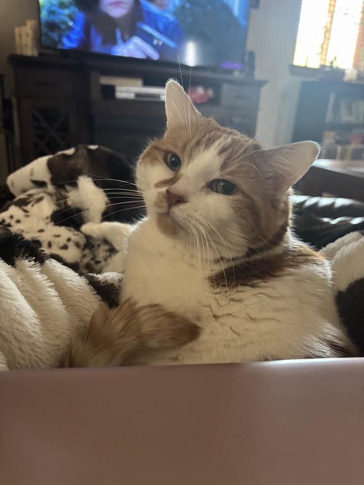 Enlarge Nene, a Adoptable mixed breed in Albuquerque, NM image 1/2