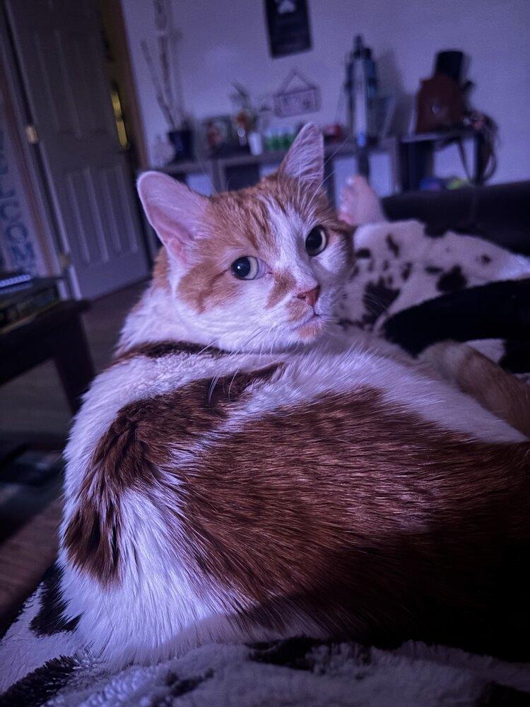 Enlarge Nene, a Adoptable mixed breed in Albuquerque, NM image 2/2