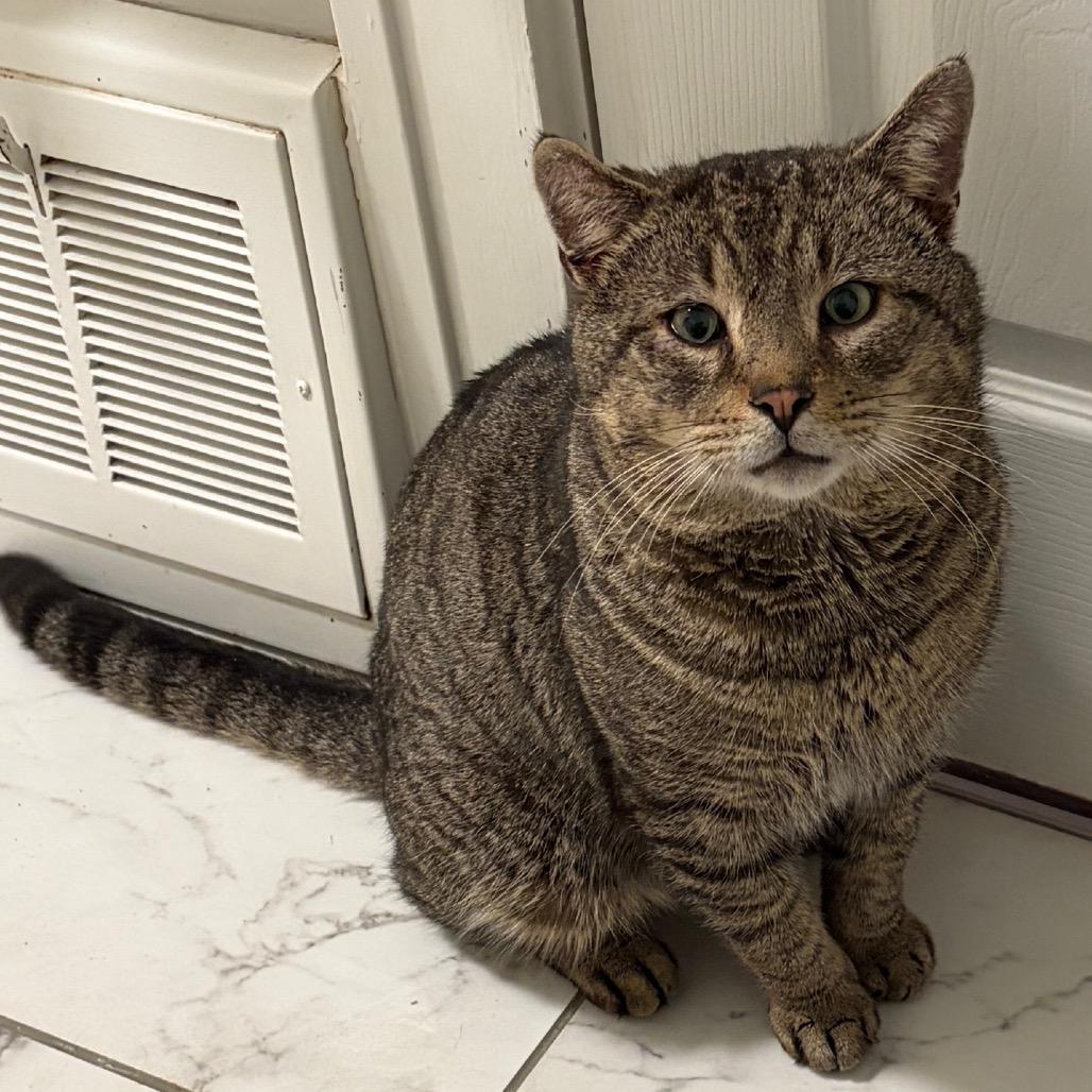 Enlarge Hey Arnold, an adoptable Domestic Short Hair in Cleveland Heights, OH image 2/3