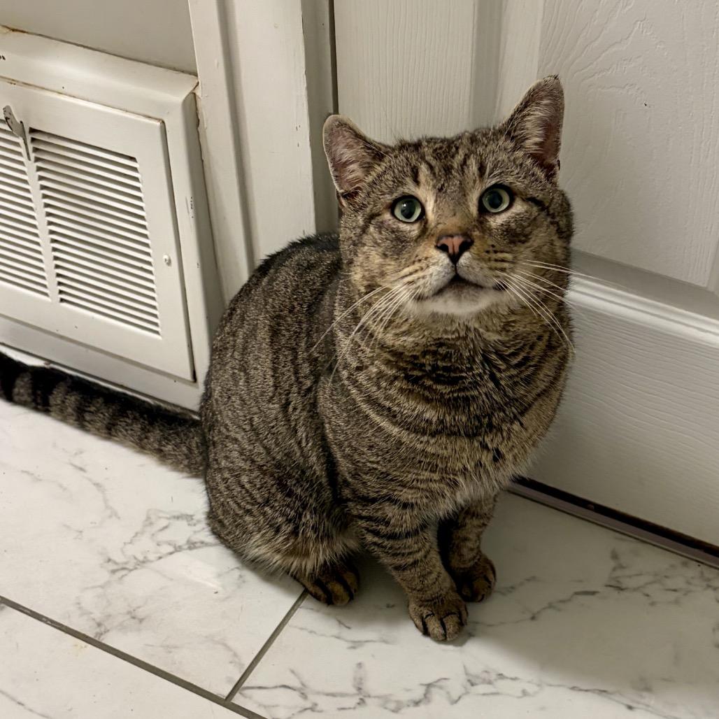 Hey Arnold, adoptable, Adult Male Domestic Short Hair.