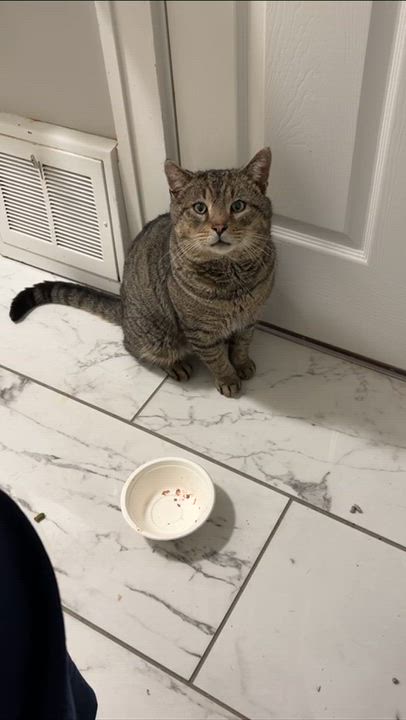 Enlarge Hey Arnold, an adoptable Domestic Short Hair in Cleveland Heights, OH video 3/3