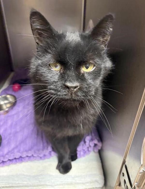 Chip, Adoptable, Senior Male Domestic Short Hair.