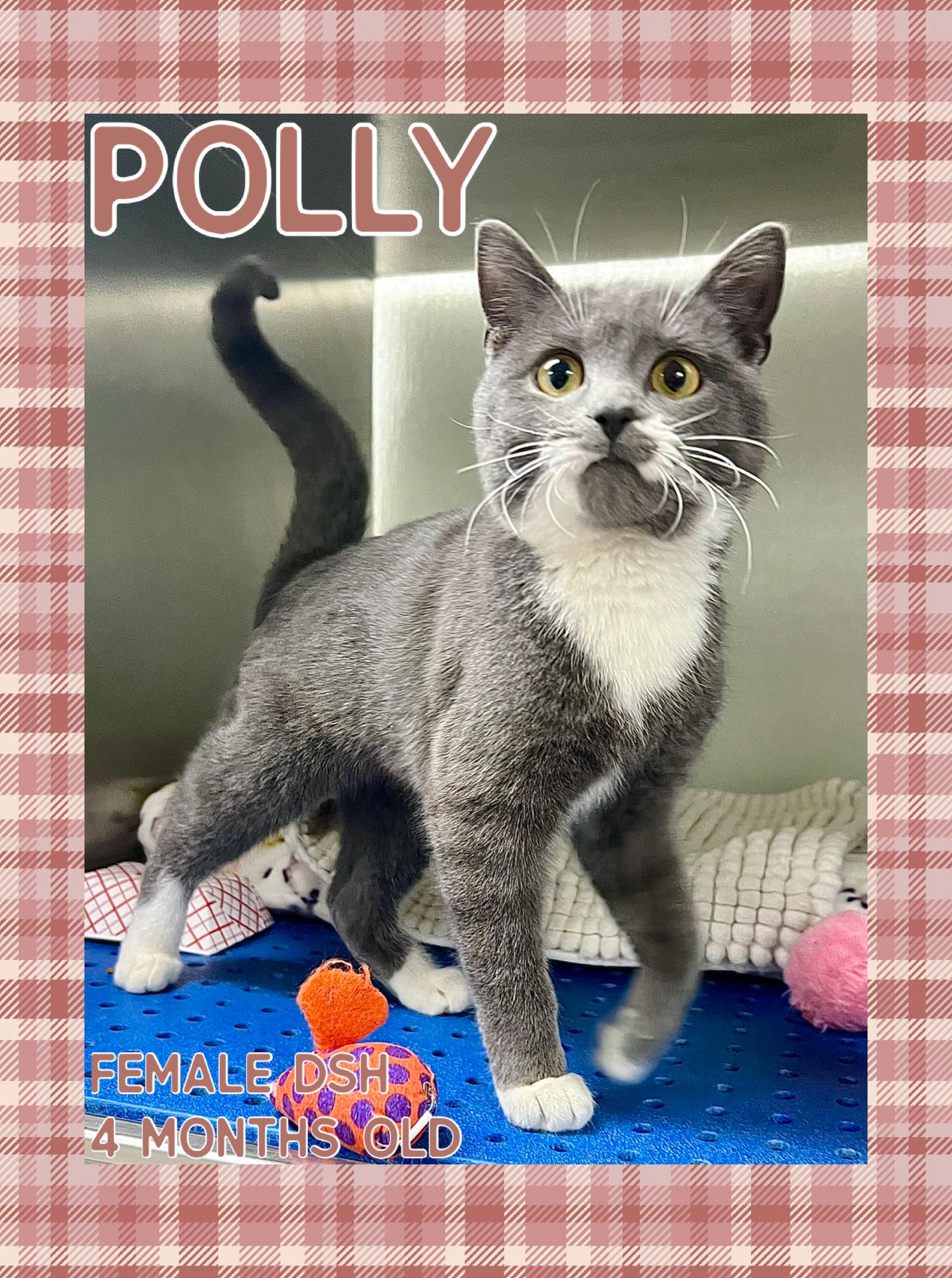 Enlarge Polly, a ADOPTABLE mixed breed in Danville, IN image 1/1