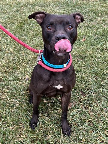 Enlarge WHOPPER, a Adoptable Pit Bull Terrier in Dayton, OH image 1/1