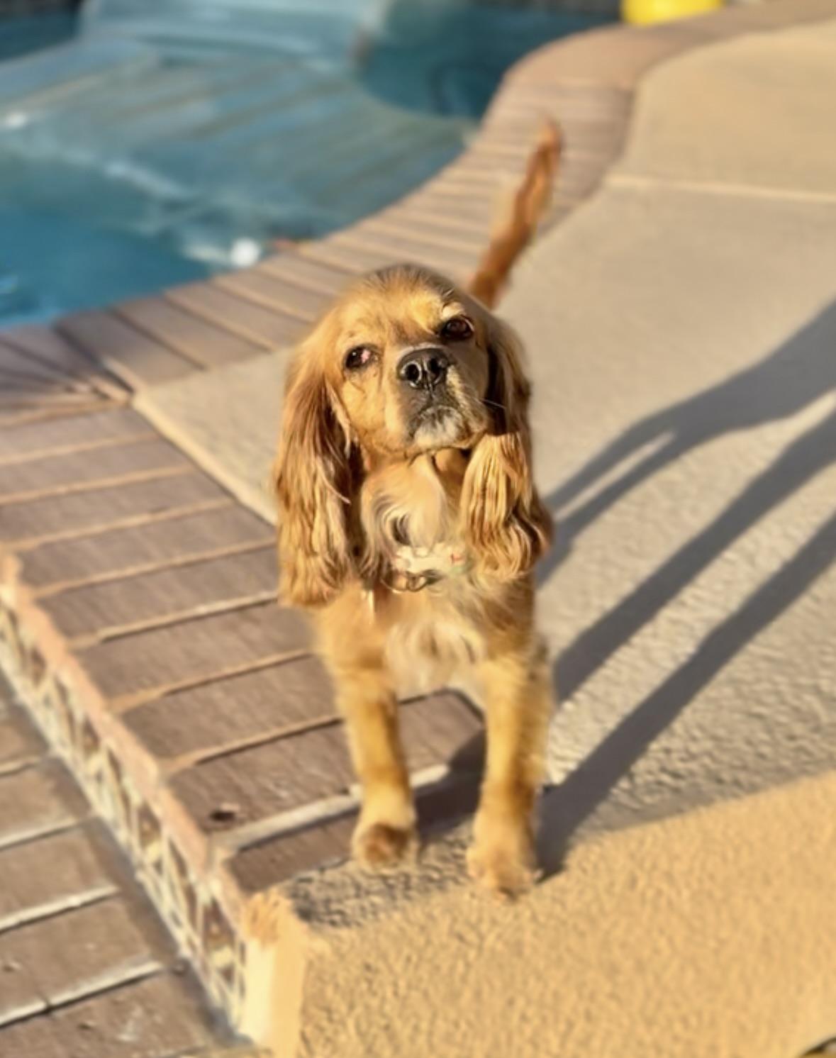 Meredith Cocker Spaniel Dog