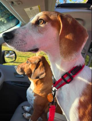 Enlarge Monty, a ADOPTABLE mixed breed in Inverness, FL image 3/4