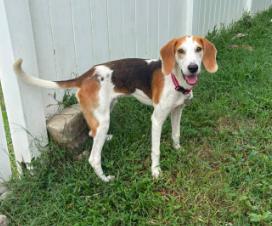 Enlarge Monty, a ADOPTABLE mixed breed in Inverness, FL image 2/4