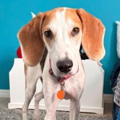 Enlarge Monty, a ADOPTABLE mixed breed in Inverness, FL image 1/4