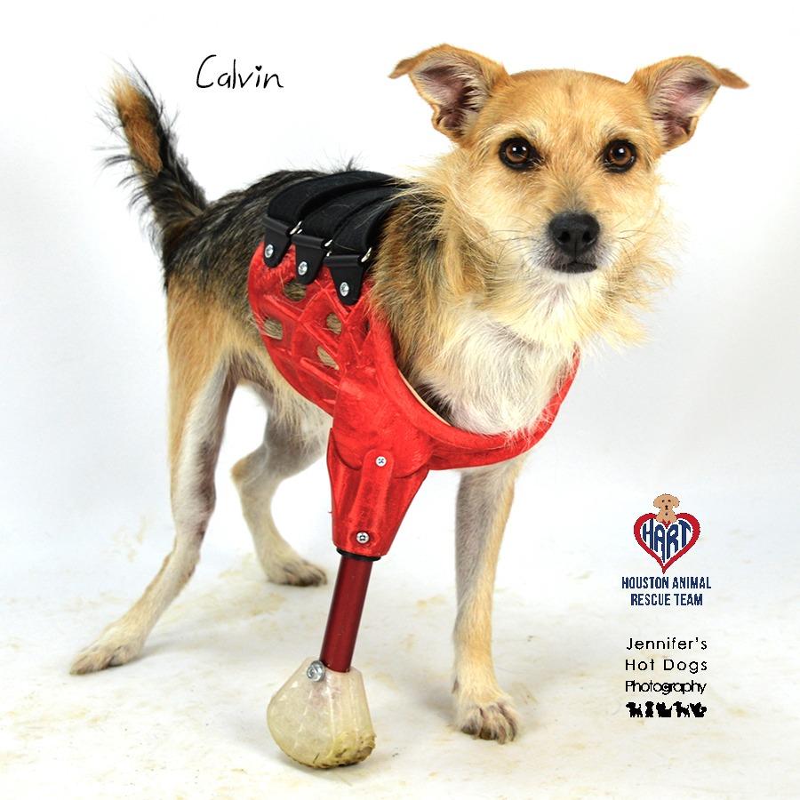 Calvin, a Adoptable mixed breed in Tomball, TX image 1/4