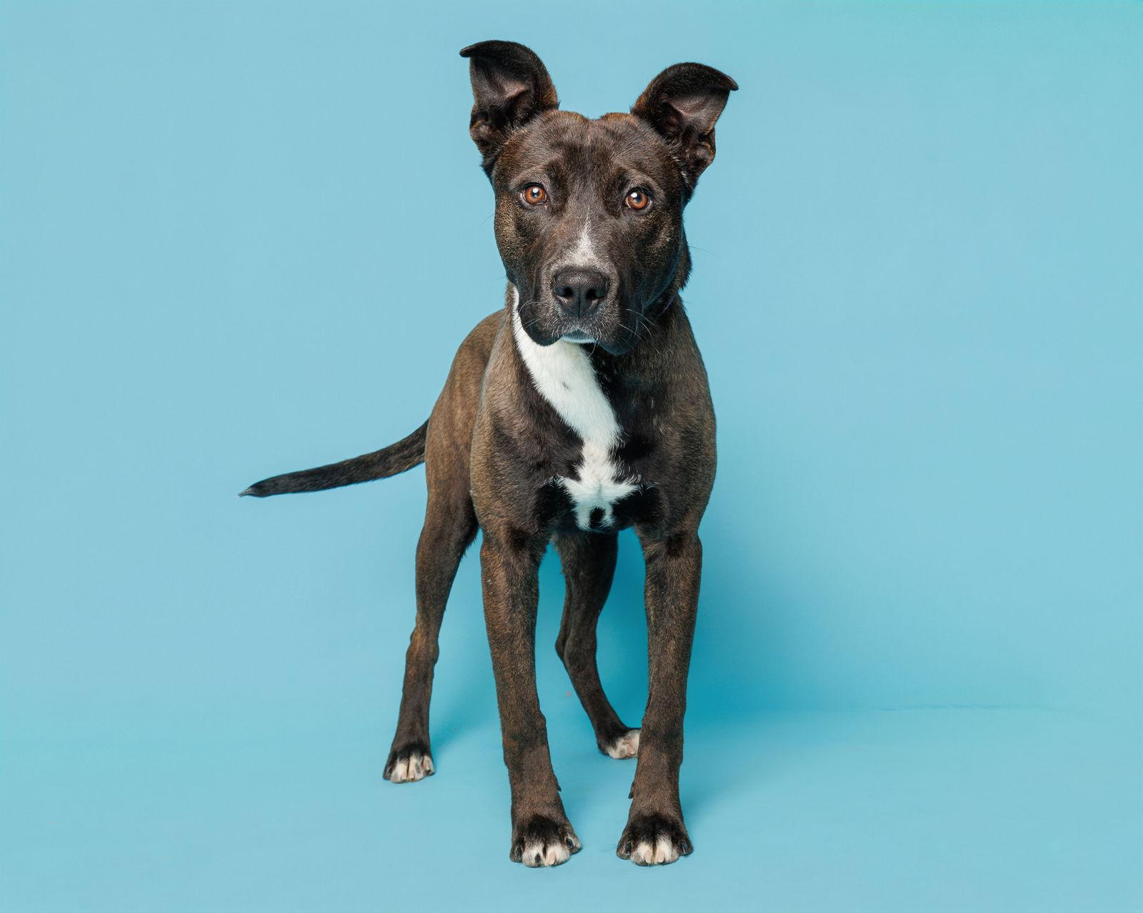 Enlarge Alston, a Adoptable Mixed Breed in Durham, NC image 1/1