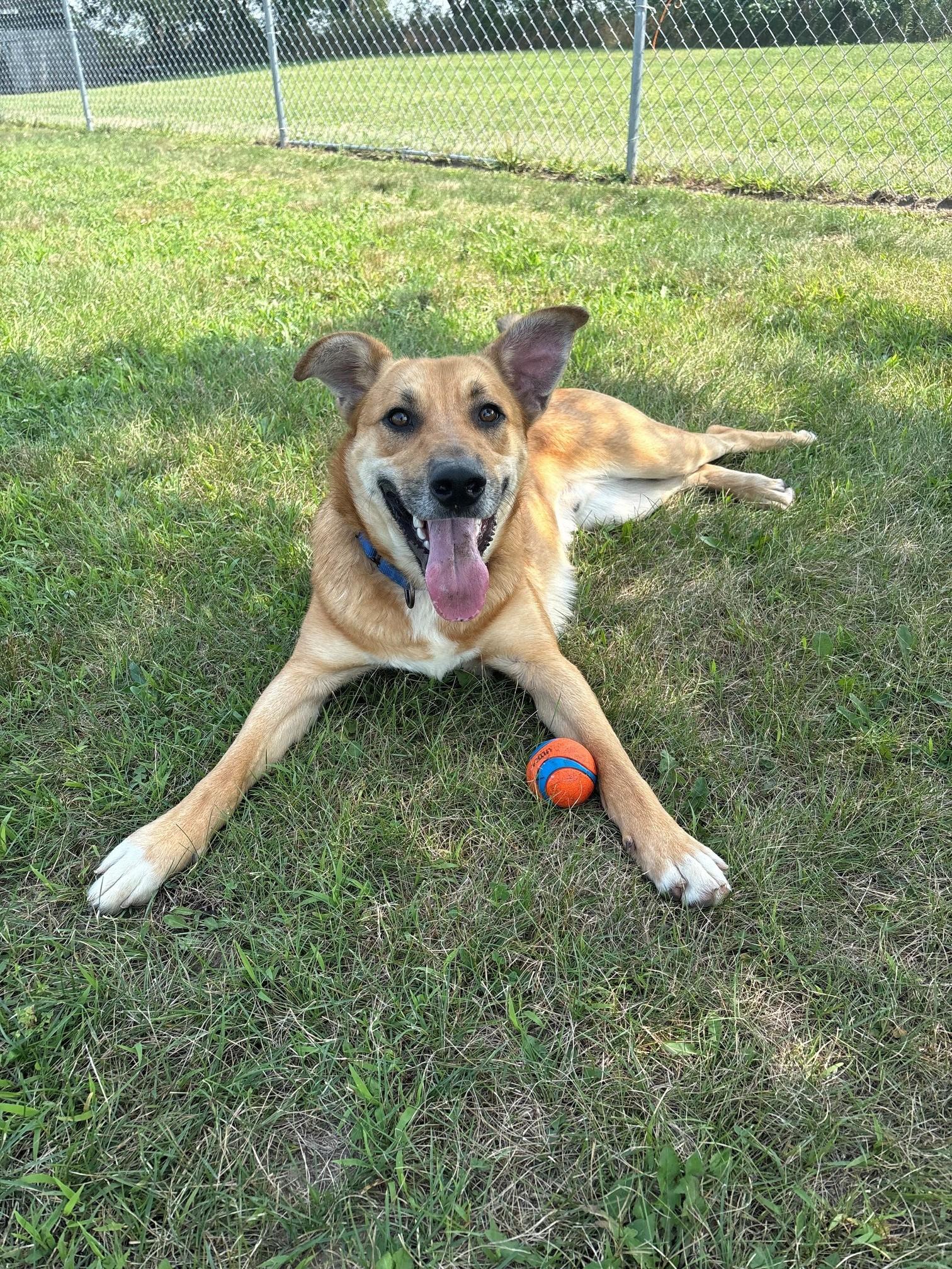 Enlarge Bowser, a ADOPTABLE Mixed Breed in Ionia, MI image 6/6