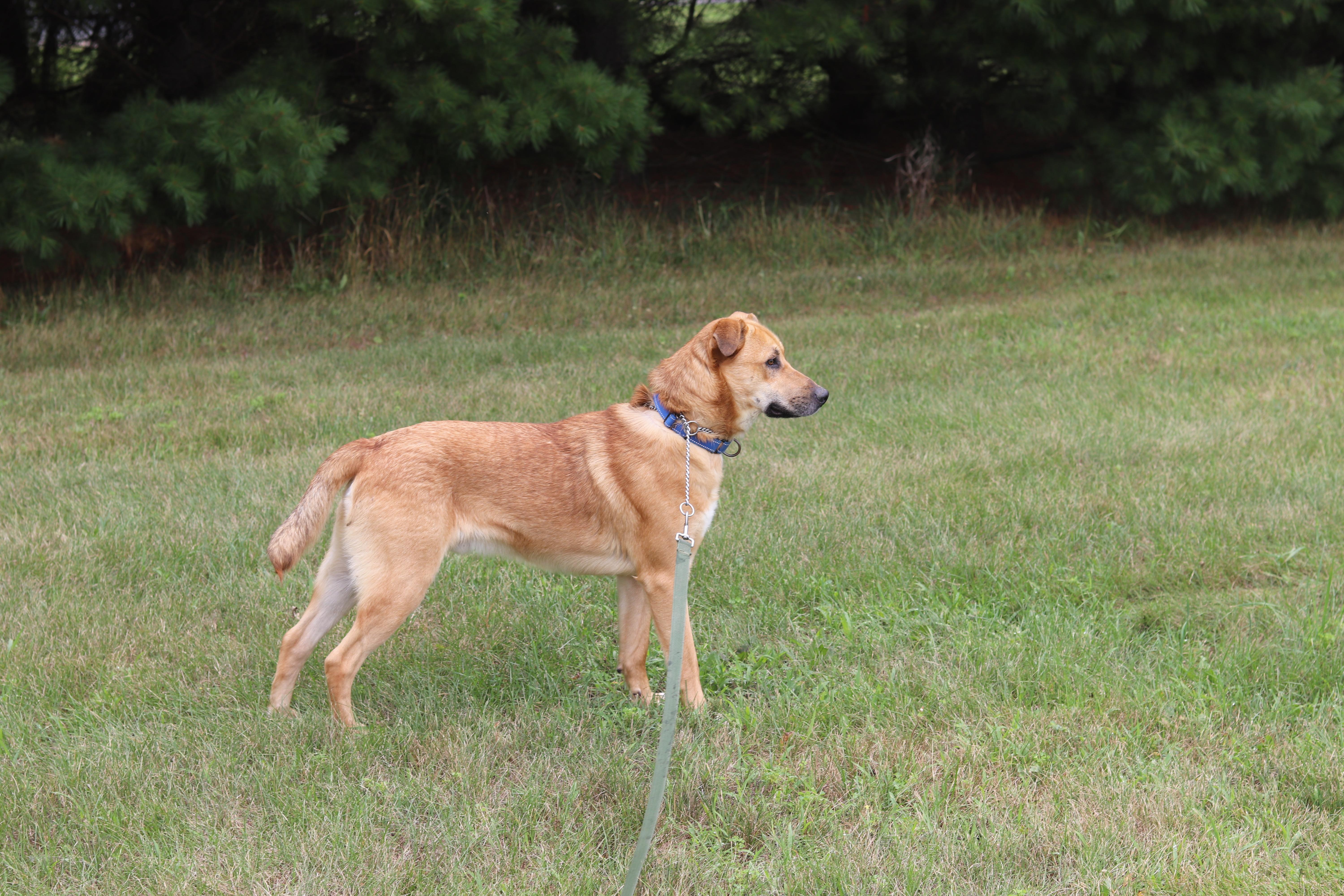 Enlarge Bowser, a ADOPTABLE Mixed Breed in Ionia, MI image 4/6