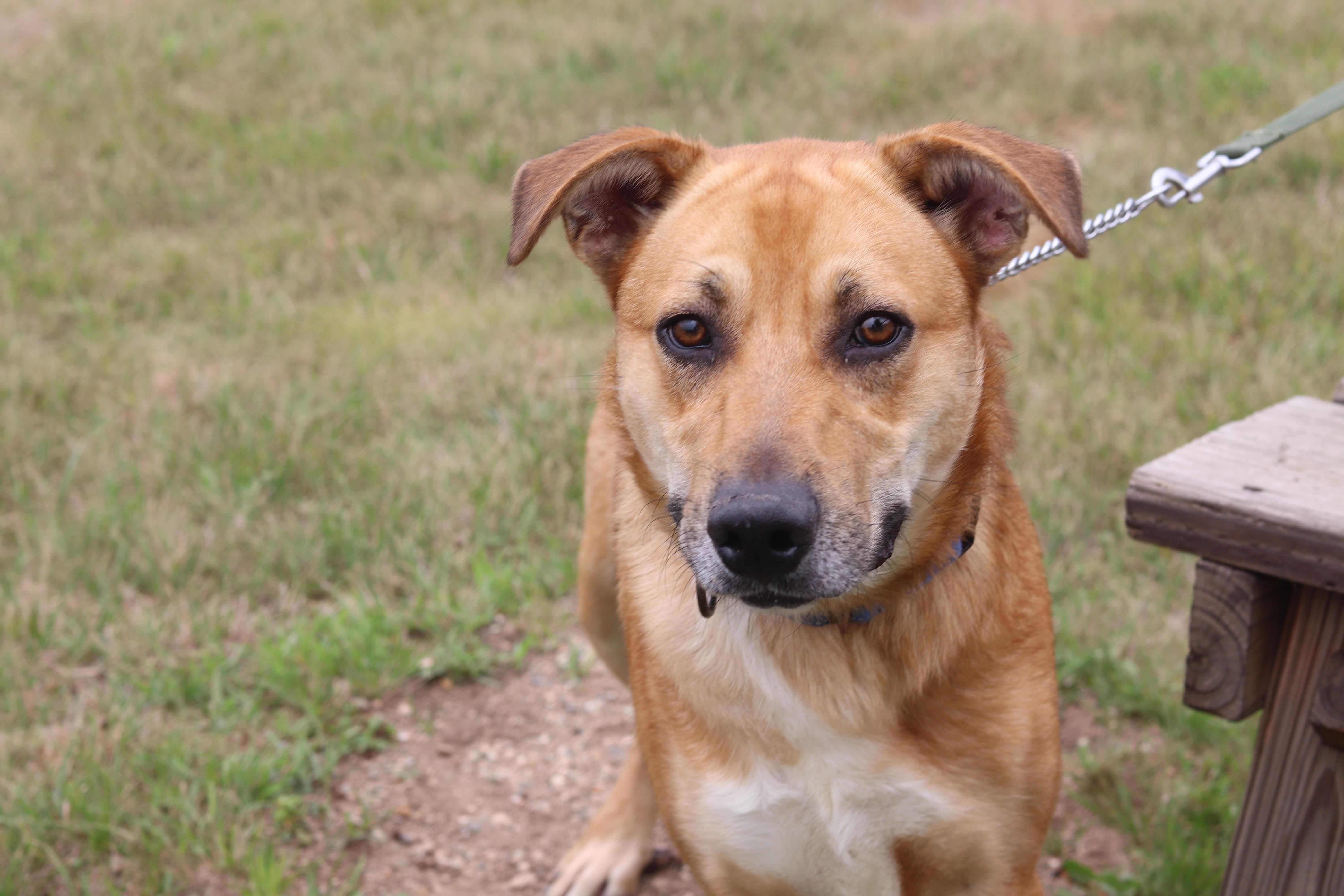 Enlarge Bowser, a ADOPTABLE Mixed Breed in Ionia, MI image 2/6