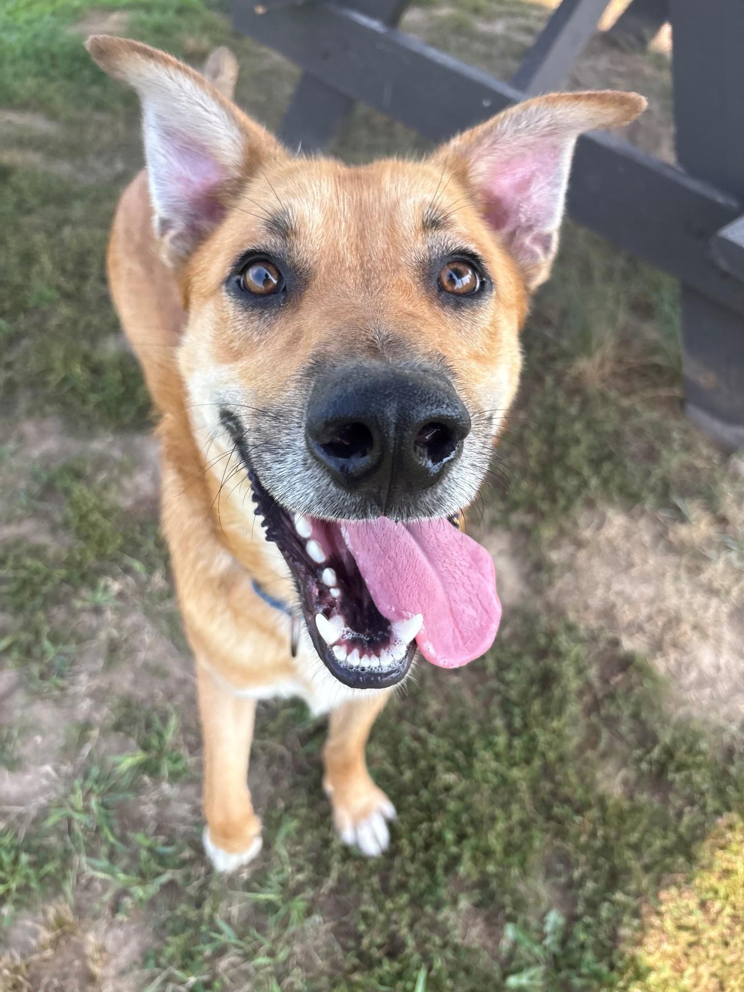 Bowser, ADOPTABLE, Young Male Mixed Breed.