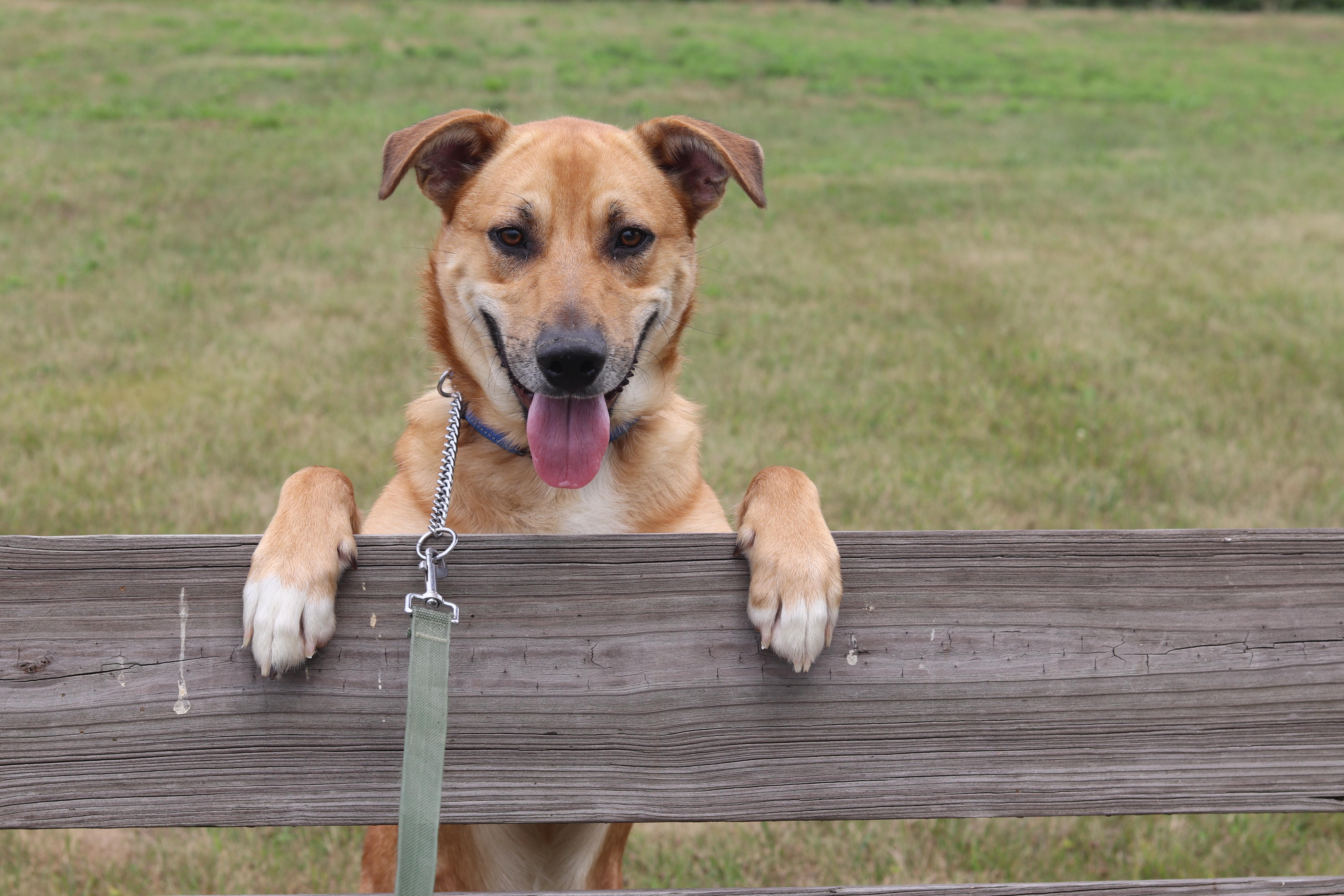 Enlarge Bowser, a ADOPTABLE Mixed Breed in Ionia, MI image 3/6