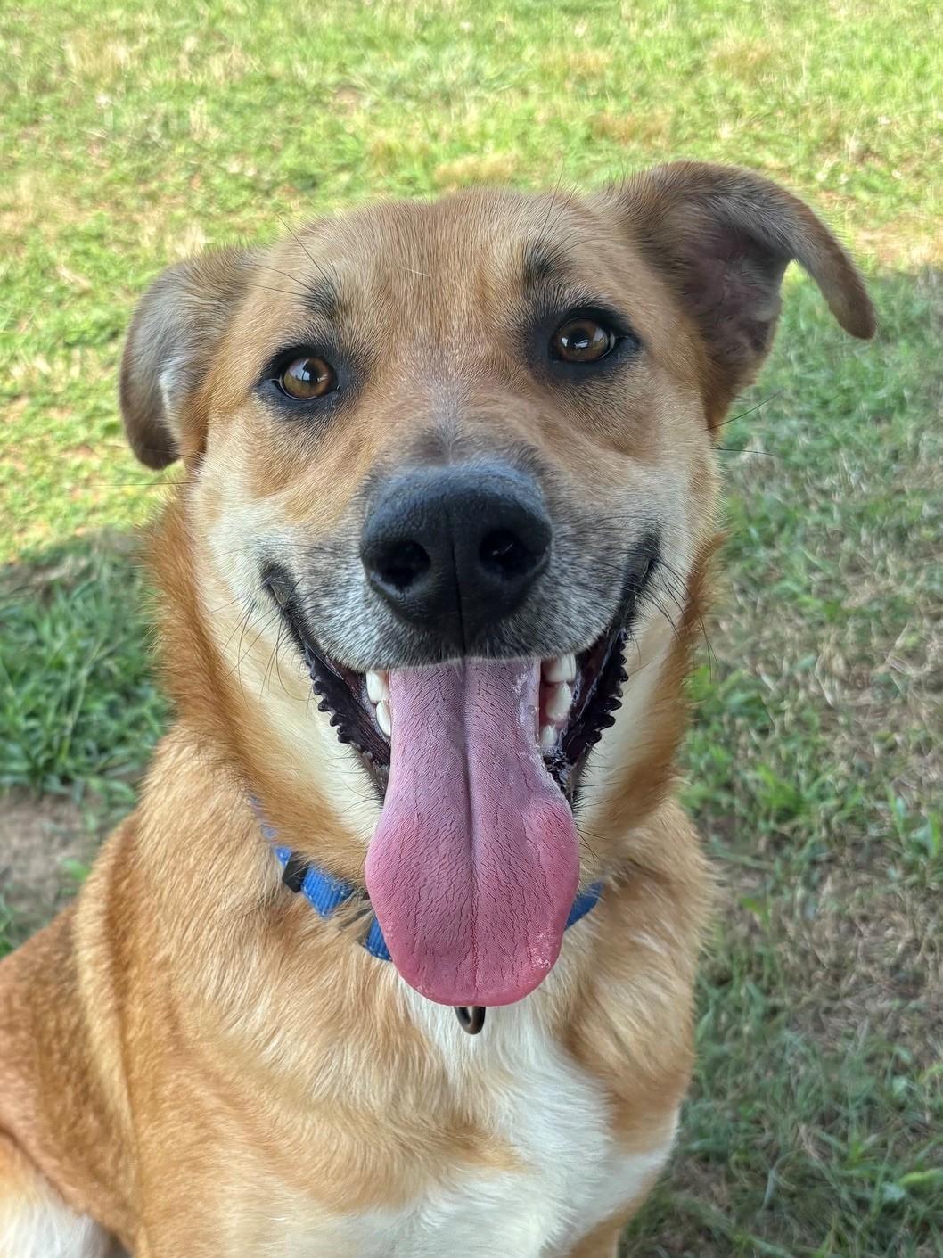 Enlarge Bowser, a ADOPTABLE Mixed Breed in Ionia, MI image 5/6