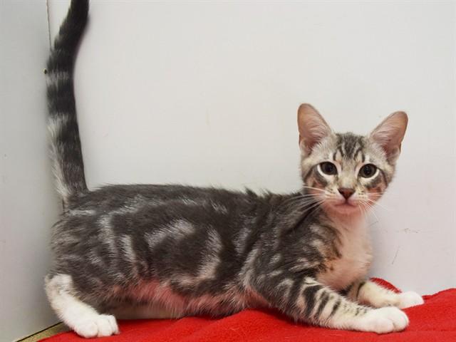 JUNIOR, Adoptable, Kitten Male Domestic Short Hair.