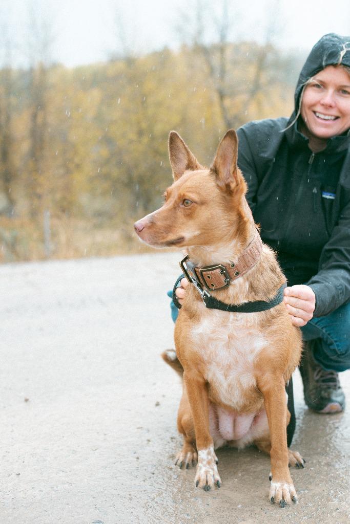 Peaches, Adoptable, Adult Female Border Collie & Cattle Dog.