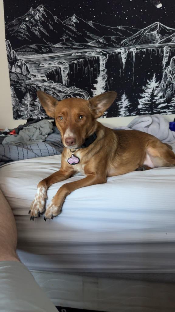 Enlarge Peaches, a Adoptable mixed breed in Thayne, WY image 2/6