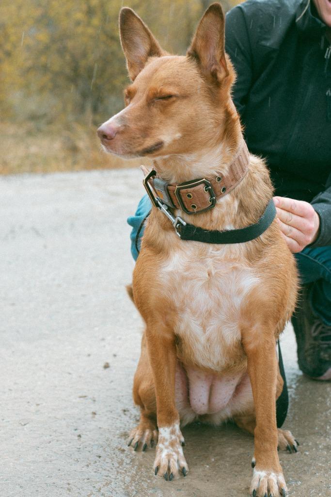 Enlarge Peaches, a Adoptable mixed breed in Thayne, WY image 3/6