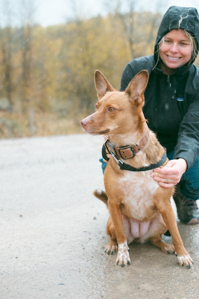 Enlarge Peaches, a Adoptable mixed breed in Thayne, WY image 4/6