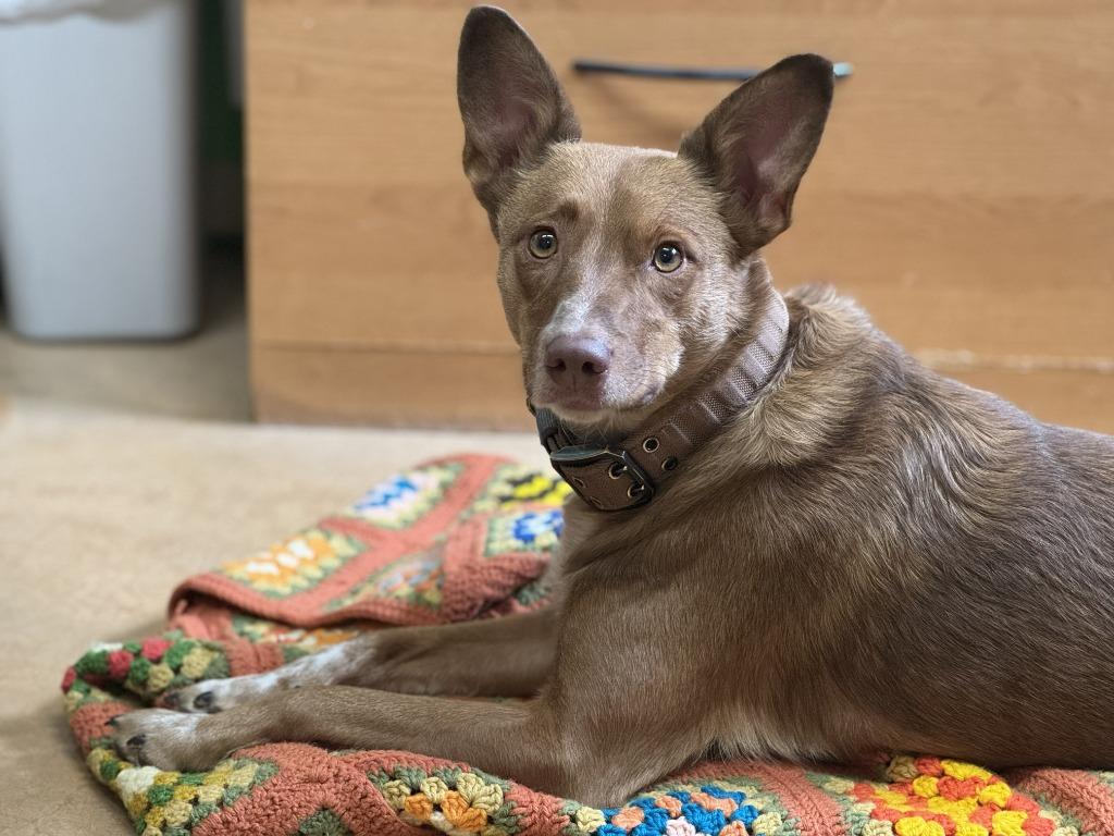 Enlarge Peaches, a Adoptable mixed breed in Thayne, WY image 5/6