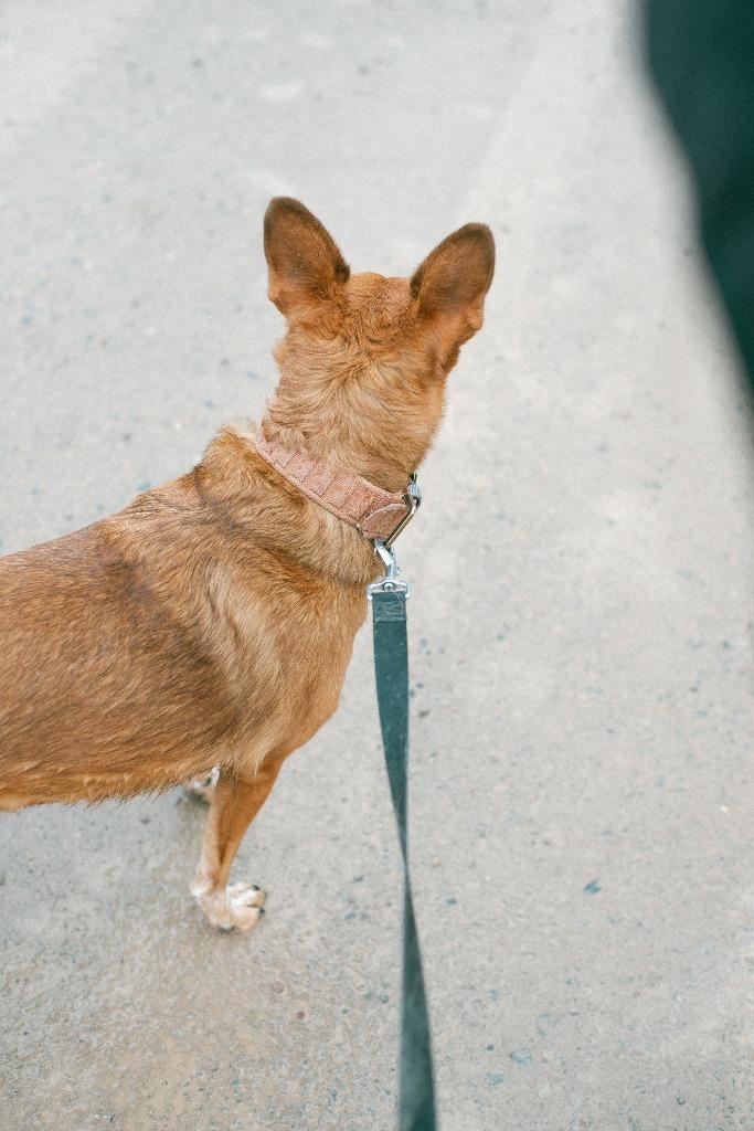 Enlarge Peaches, a Adoptable mixed breed in Thayne, WY image 6/6