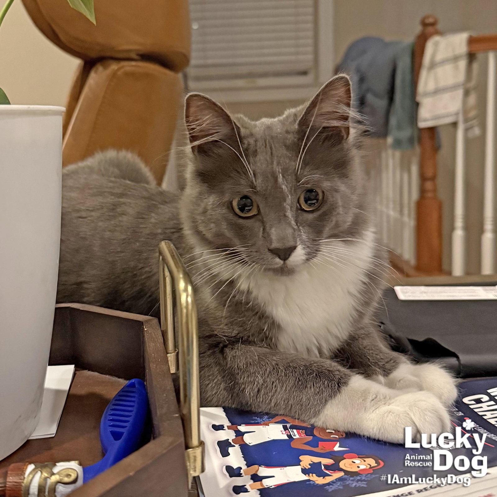 Osman, Adopted, Young Male Domestic Long Hair.