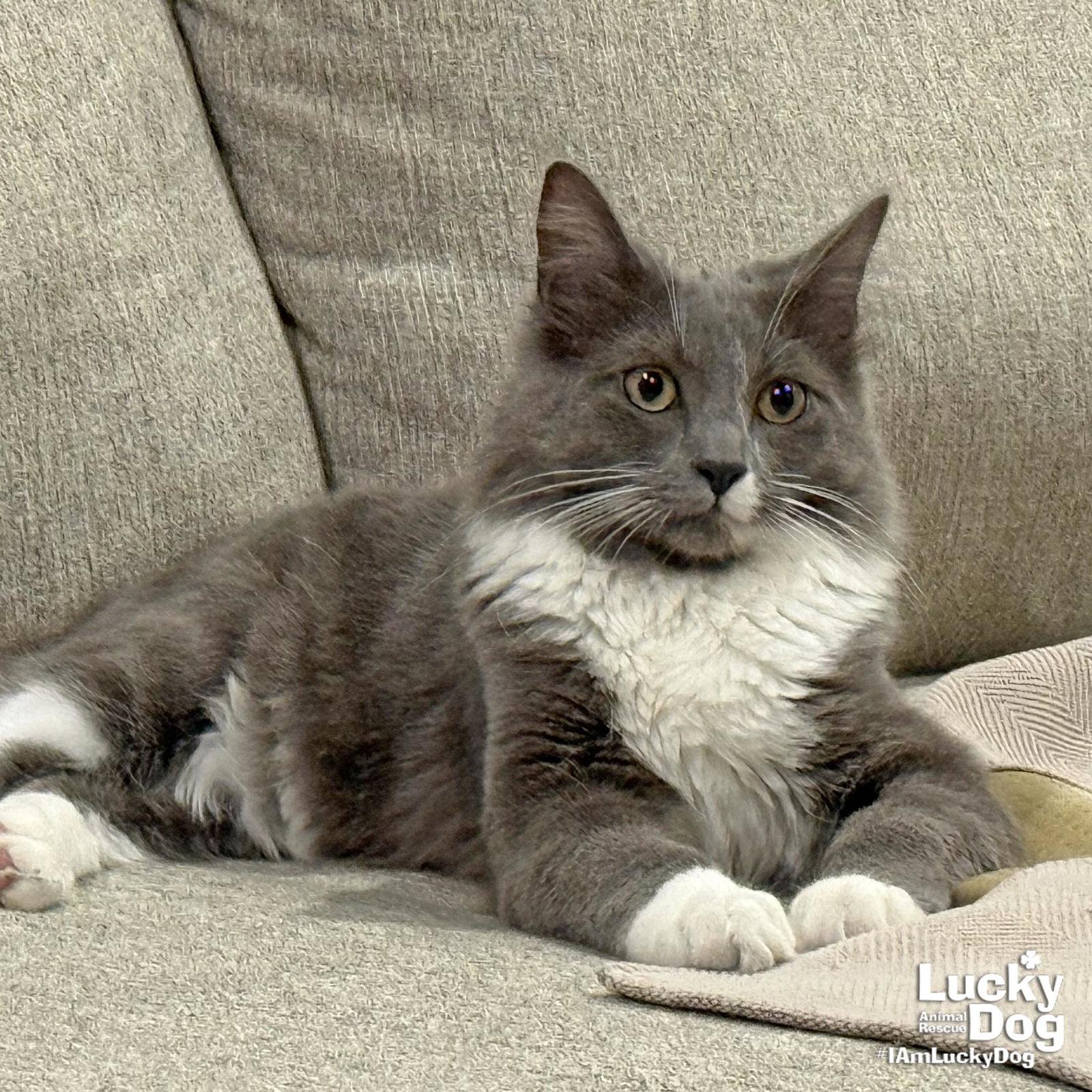 Enlarge Osman, a Adopted Domestic Long Hair in Washington, DC image 2/3