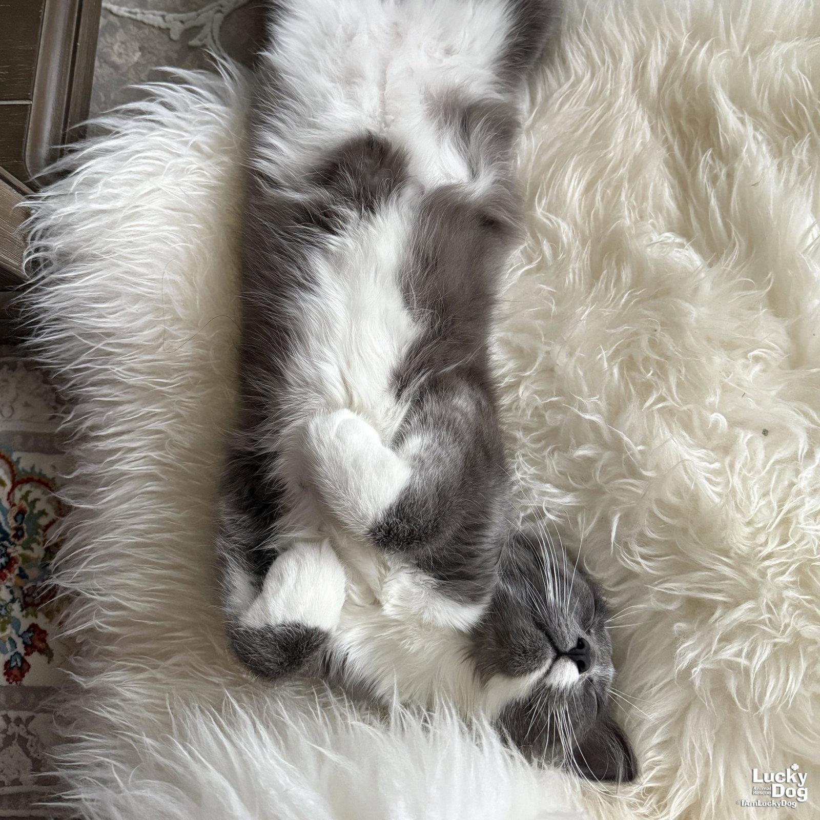 Enlarge Osman, a Adopted Domestic Long Hair in Washington, DC image 3/3